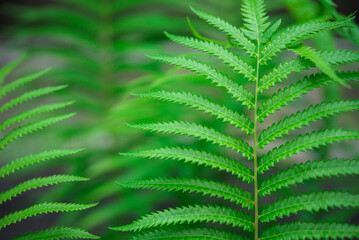Ferrin that grows in a tree, Green fern in the garden