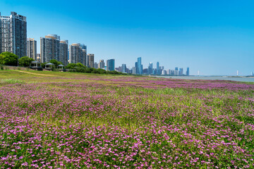 flower field in park at city center and modern city