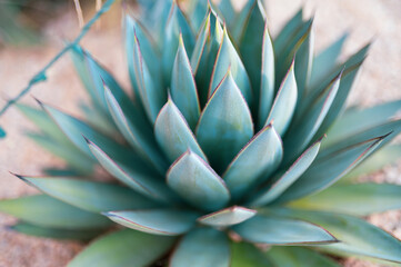 Fototapeta premium cactus close up