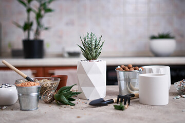 Potted Succulent haworthia Plant in White ceramic Pot