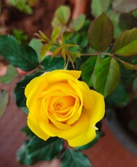 yellow rose on green background