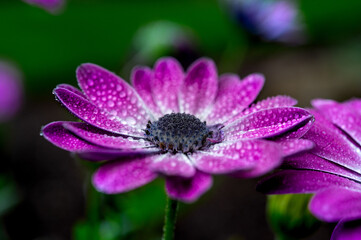 close up of a pink flower