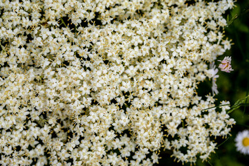 Sambucus nigra growing in meadow, close up	