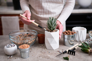 Woman planting Succulent haworthia Plant into White ceramic Pot