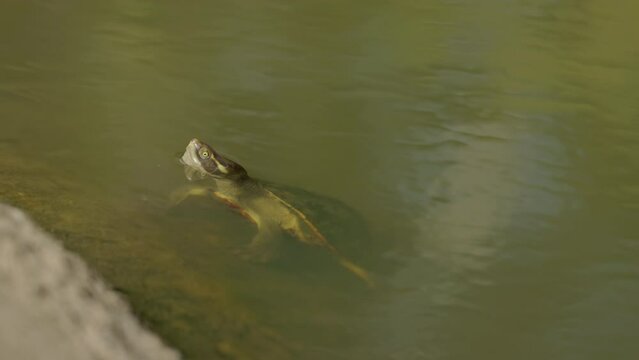 a krefft's turtle with its head out of water while in a pool at granite gorge near mareeba of qld, australia