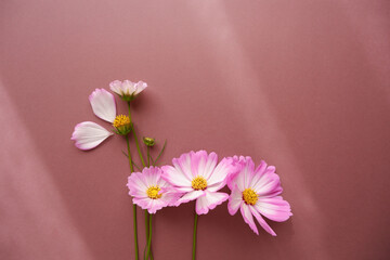 Beautiful autumnal flowers composition. Pink and white cosmos flowers on brown background. Flat lay, top view, copy space. 