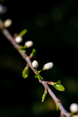 Prunus spinosa flower growing in meadow, close up	