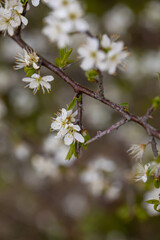 Prunus spinosa flower growing in meadow, close up	