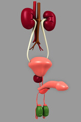 3d rendered penis isolated on white background