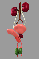 3d rendered penis isolated on white background
