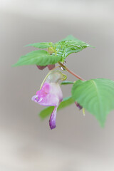 Rare Parrot flower a similar shape of parrot hanging on stem in deep forest