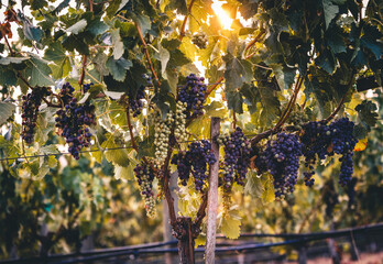 bunch of grapes tree