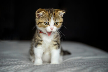 Striped kitten sitting and yawning on the bed with white cloth Black background, scottish fold cat, tricolor pattern, purebred, beautiful and cute. Pose sitting yawning and seeing the tongue