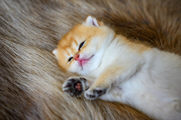 Little kitten is sleepy on a brown fur carpet, golden British Shorthair cat, pure pedigree. Beautiful and cute. Sleep well on the fluffy rugs, top and close-up views.