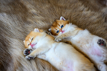Two little kittens are sleepy and lying on a brown fur carpet, a golden British Shorthair cat, pure...
