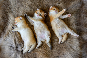 Several kittens were lying on their stomachs on a brown wool carpet, in top and close-up views. British Shorthair cat, golden, purebred, resting comfortably on soft and flowing carpets.