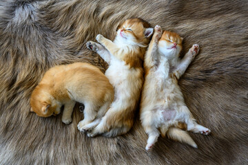 Several kittens were lying on their stomachs on a brown wool carpet, in top and close-up views. British Shorthair cat, golden, purebred, resting comfortably on soft and flowing carpets.