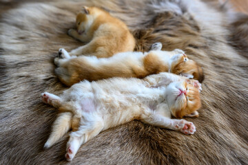 Several kittens were lying on their stomachs on a brown wool carpet, in top and close-up views. British Shorthair cat, golden, purebred, resting comfortably on soft and flowing carpets.