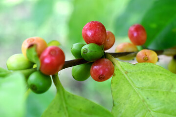Fresh organic Arabica coffee beans growing on coffee trees with Selective Focus. Nature background.