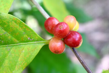 Fresh organic Arabica coffee beans growing on coffee trees with Selective Focus. Nature background.