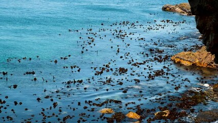 Kelp forest gently swaying in tide along rocky coastline