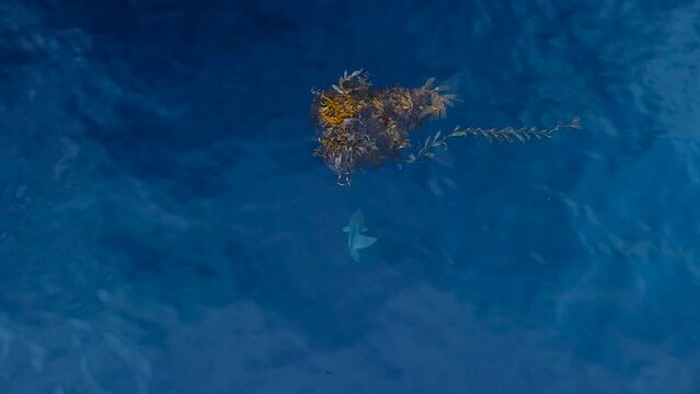 drone view of mola mola under a kelp patty