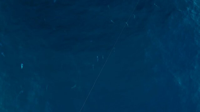 casting into a school of dorado