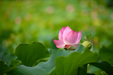 Obraz premium 蓮 万博記念公園