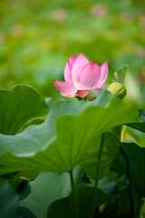 蓮　万博記念公園