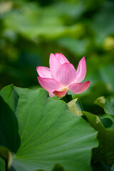 蓮　万博記念公園