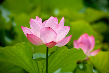 蓮　万博記念公園