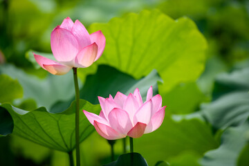 Obraz premium 蓮 万博記念公園