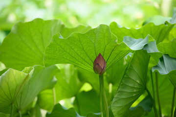 蓮　万博記念公園