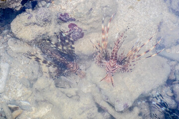 corpion fish swimming near coral Stock Picture