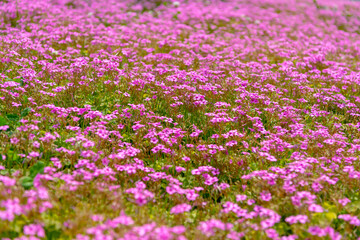 Fototapeta premium 季節の花