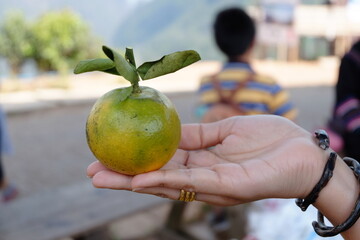 Fresh organic orange fruit cultivation farm farmer's delight Stock Picture