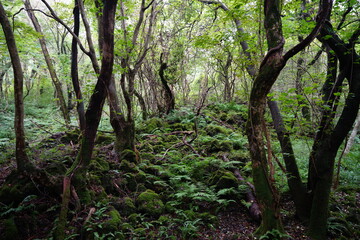 mossy rocks and fern in deep forest