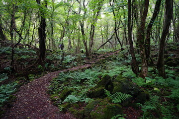 wild forest with old trees and path