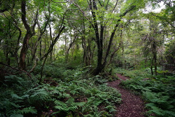 fine path through dense forest