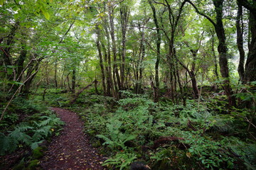 Fototapeta na wymiar fine path through dense forest