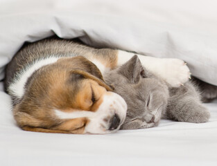 Beagle puppy hugging gray british kitten under white blanket at home in bedroom. Cute kitten and puppy at home
