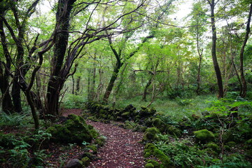Fototapeta na wymiar refreshing summer forest with fine path