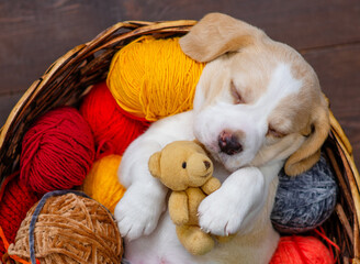 A cute beagle puppy in a wicker basket with balls for knitting on a dark wooden background. Top view.
