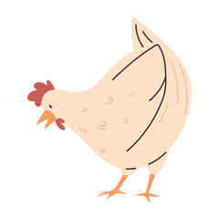 chicken bird animal