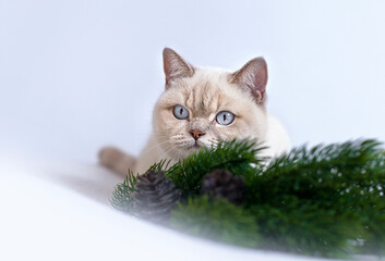 cat with a fir branch lies on a blue background