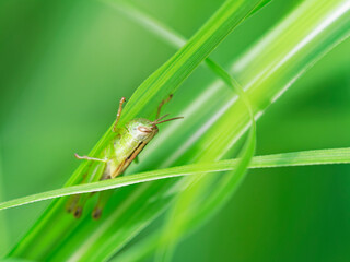 ススキの葉に隠れるバッタの幼虫