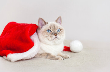 Fototapeta na wymiar cat sitting sideways in a christmas hat