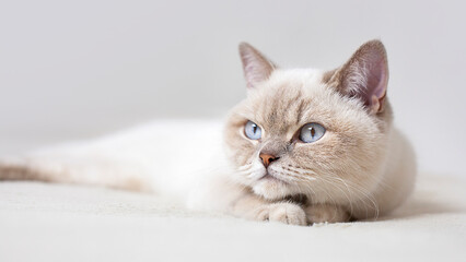 british cat with blue eyes close-up lying on the bed
