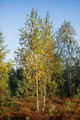 Yellow birches. Autumn in the forest