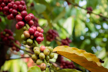 Coffee beans on the coffee trees in the coffee plantation. Is in the growth stage and will be harvested soon with copy space. Close-up photo.